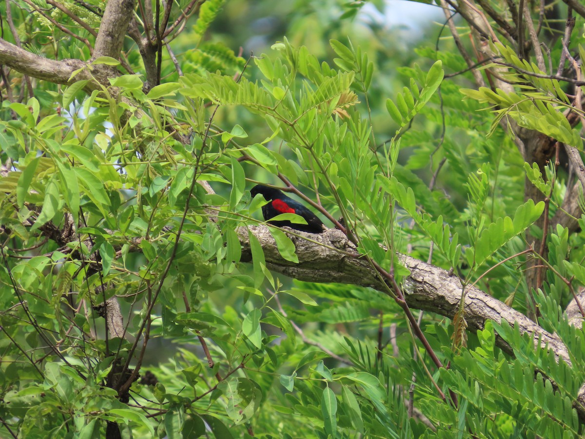 Red-shouldered Cuckooshrike - ML637369691