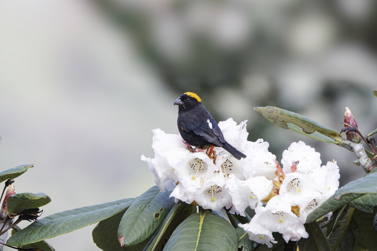 Gold-naped Finch - ML637369713
