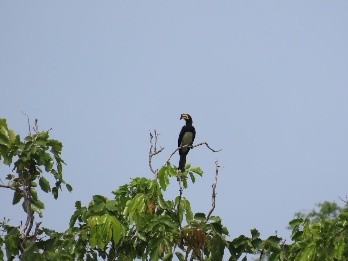 West African Pied Hornbill - ML637369734