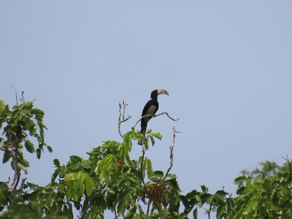 West African Pied Hornbill - ML637369736