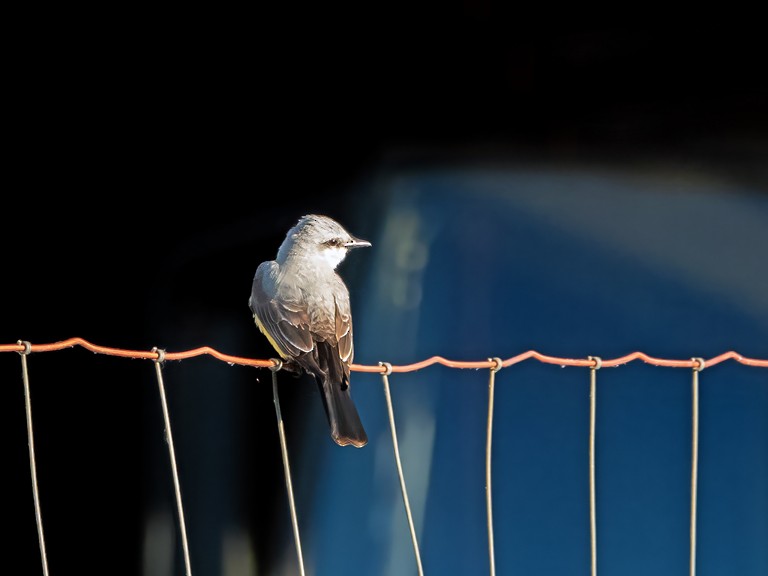 Western Kingbird - ML637369753