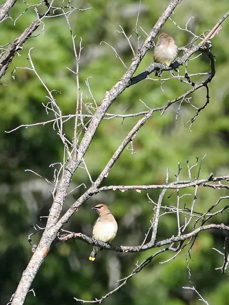 Cedar Waxwing - ML637369769