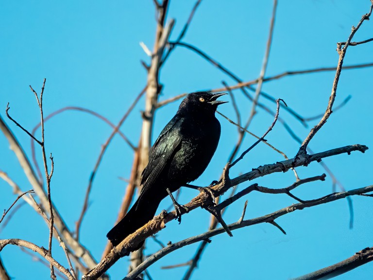 Brewer's Blackbird - ML637369775