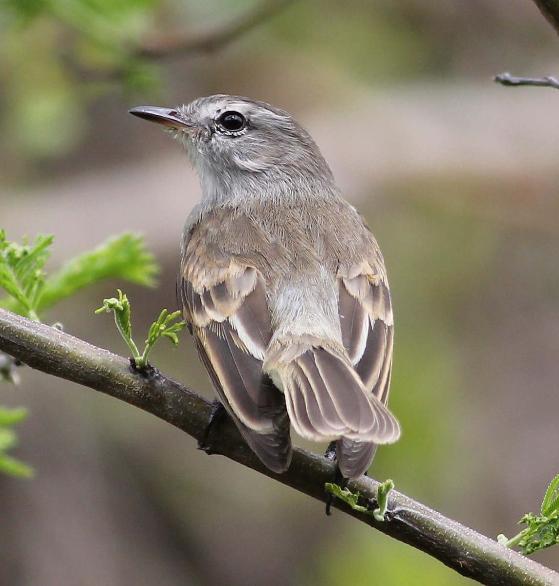 Marañon Tyrannulet - ML637369856