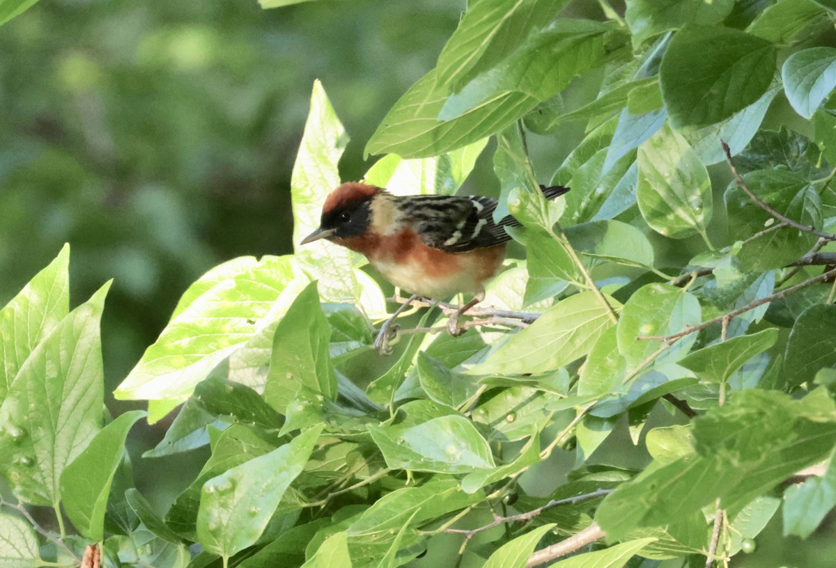 Bay-breasted Warbler - ML637369935