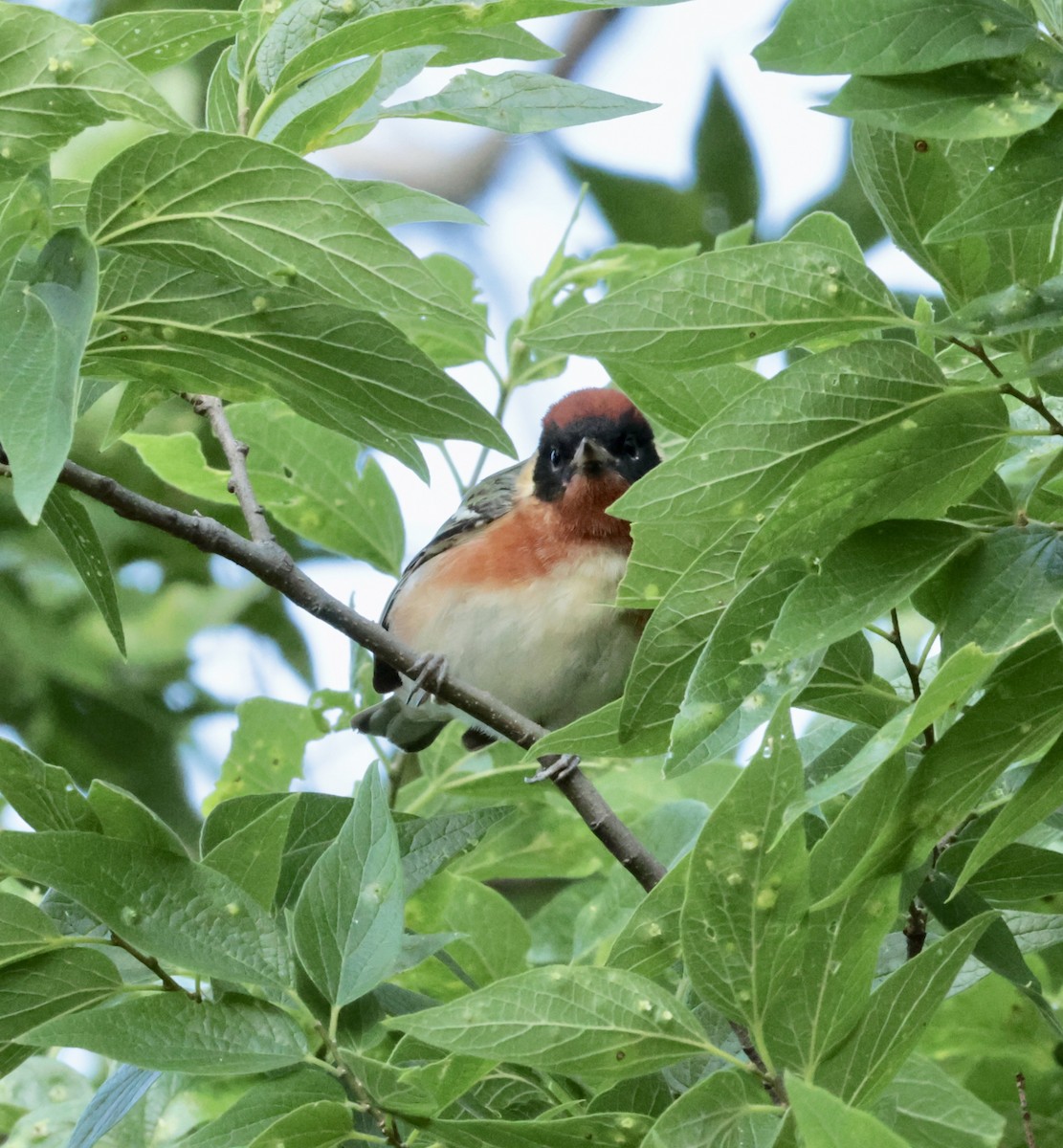 Bay-breasted Warbler - ML637369938