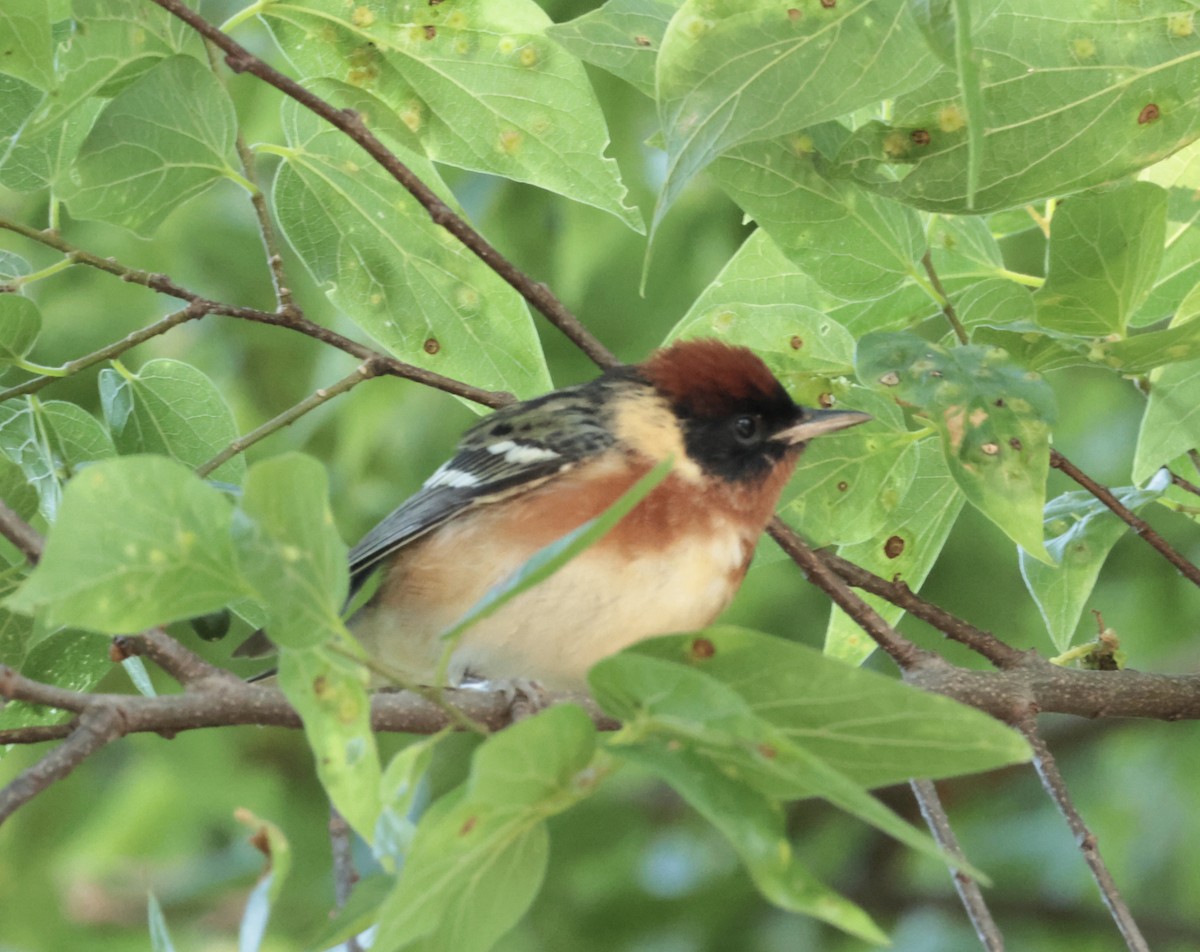 Bay-breasted Warbler - ML637369939