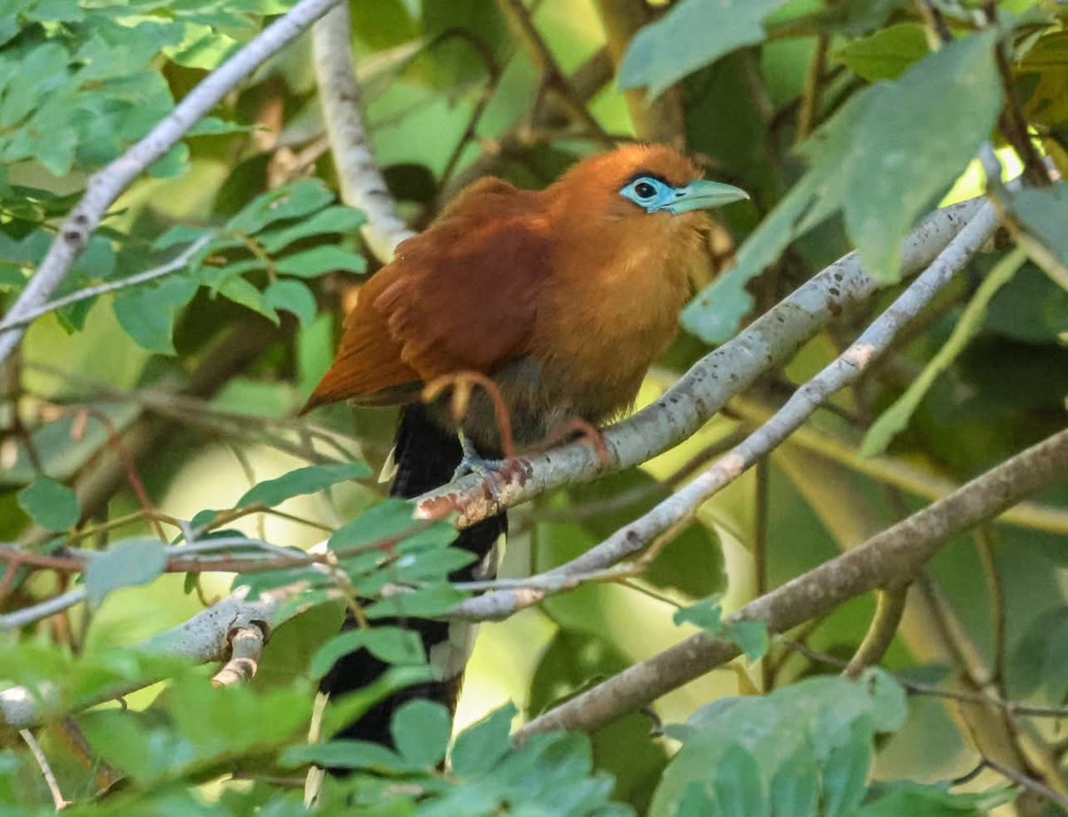 Raffles's Malkoha - ML637369941