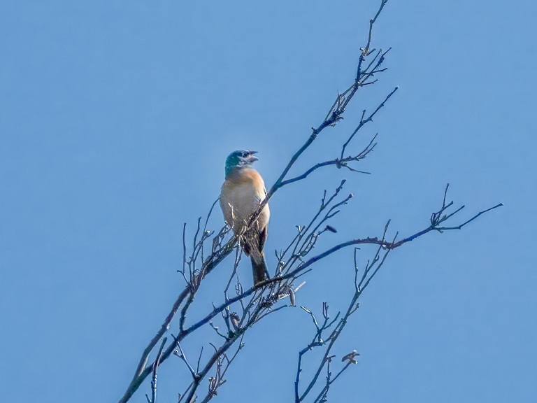 Passerin azuré - ML637369942