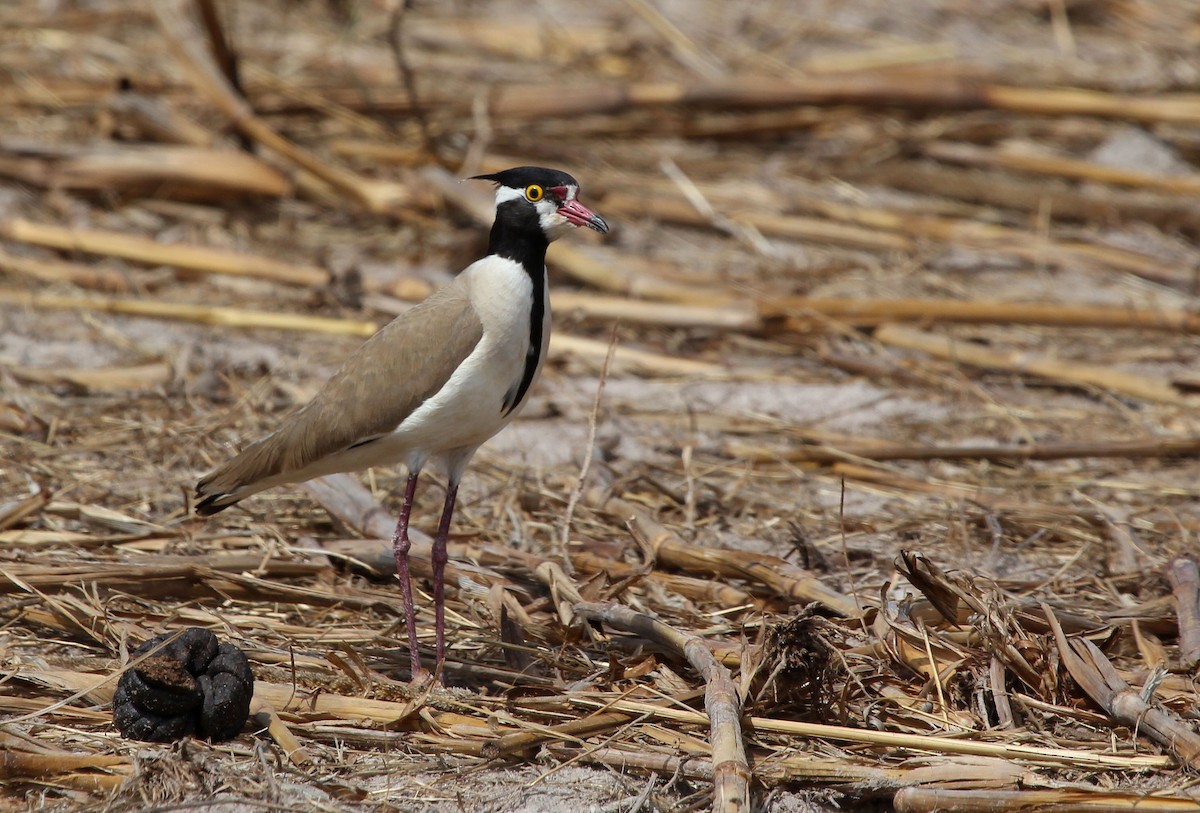 Black-headed Lapwing - ML637369955