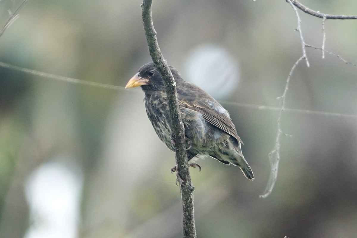 Common Cactus-Finch - ML637369984
