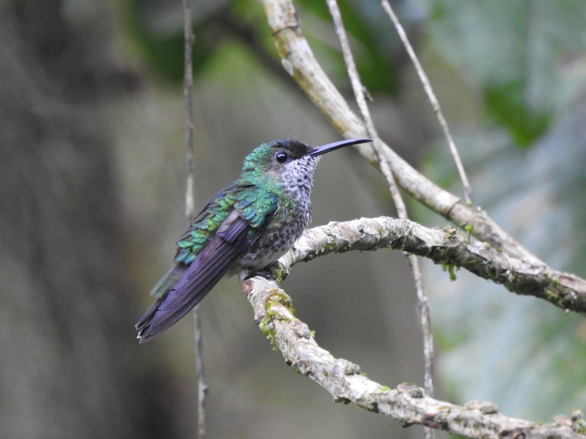 White-necked Jacobin - ML637369985