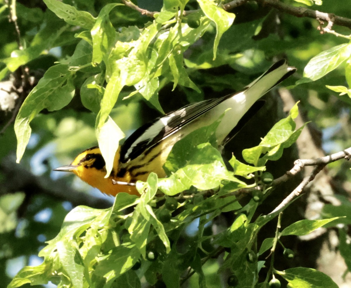 Blackburnian Warbler - ML637369986