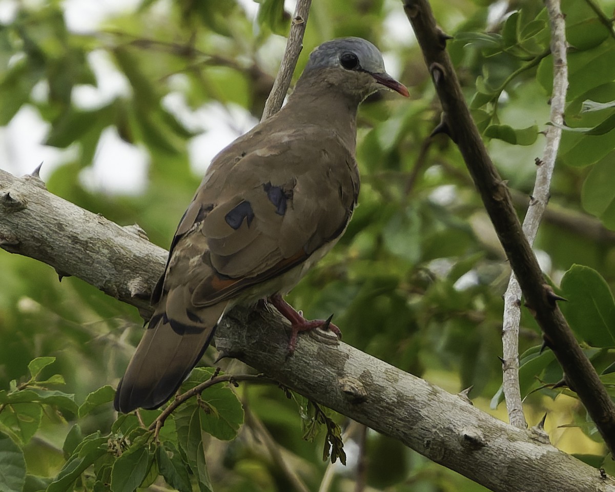 Blue-spotted Wood-Dove - ML637369990