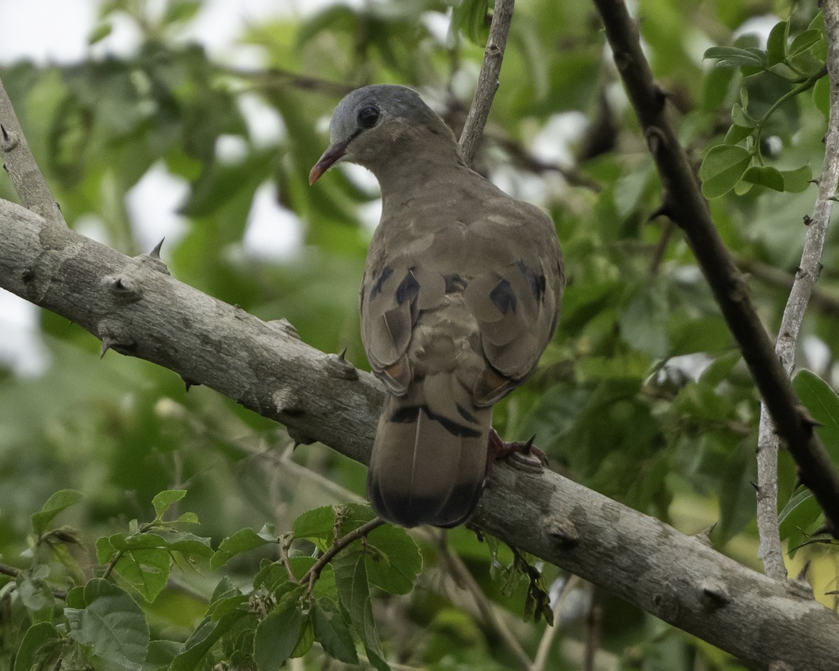Blue-spotted Wood-Dove - ML637369991
