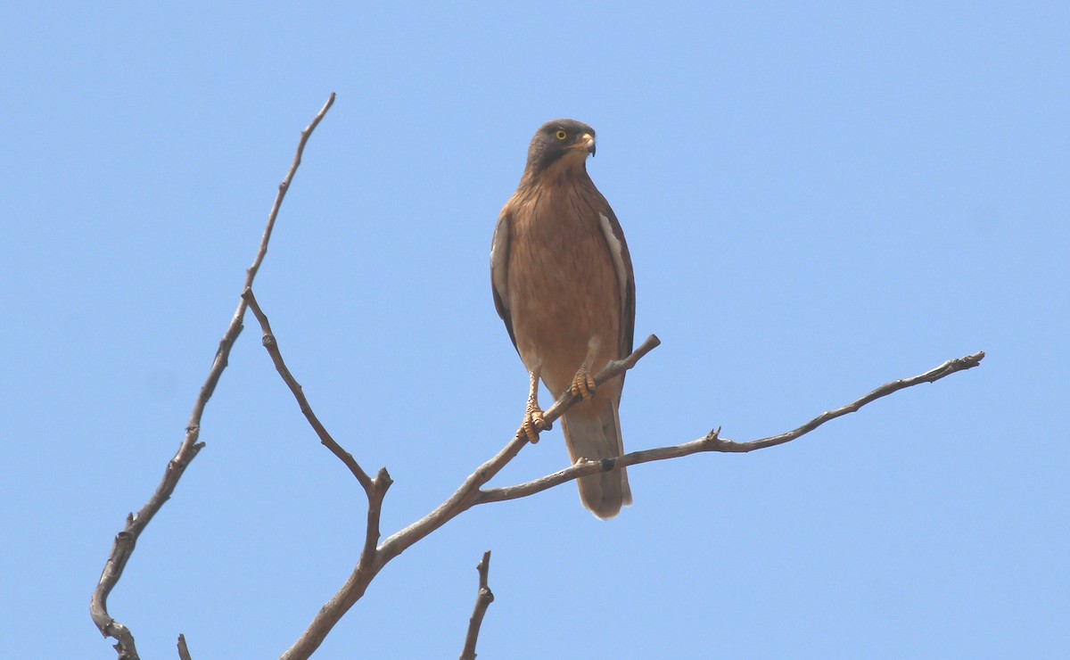 Grasshopper Buzzard - ML637370005