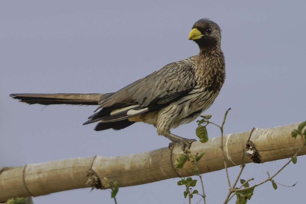 Western Plantain-eater - ML637370011