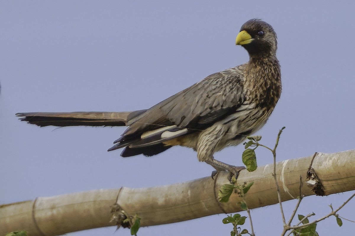 Western Plantain-eater - ML637370012