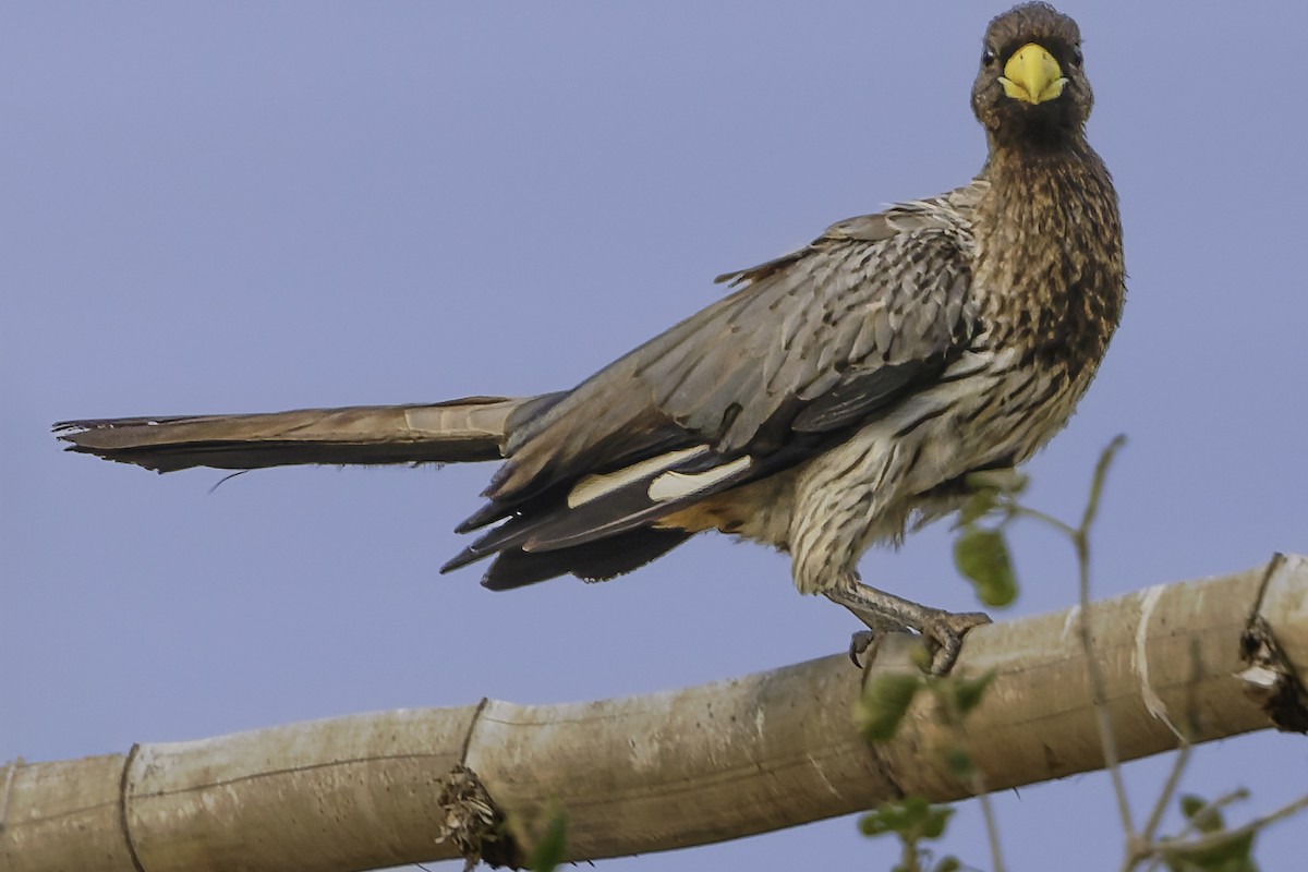 Western Plantain-eater - ML637370013