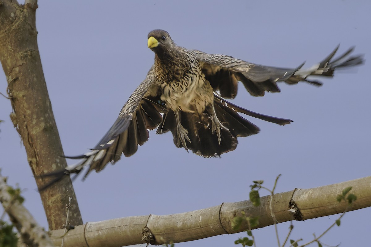 Western Plantain-eater - ML637370017
