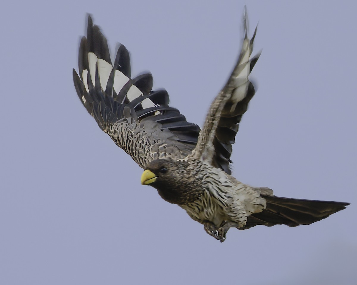 Western Plantain-eater - ML637370018