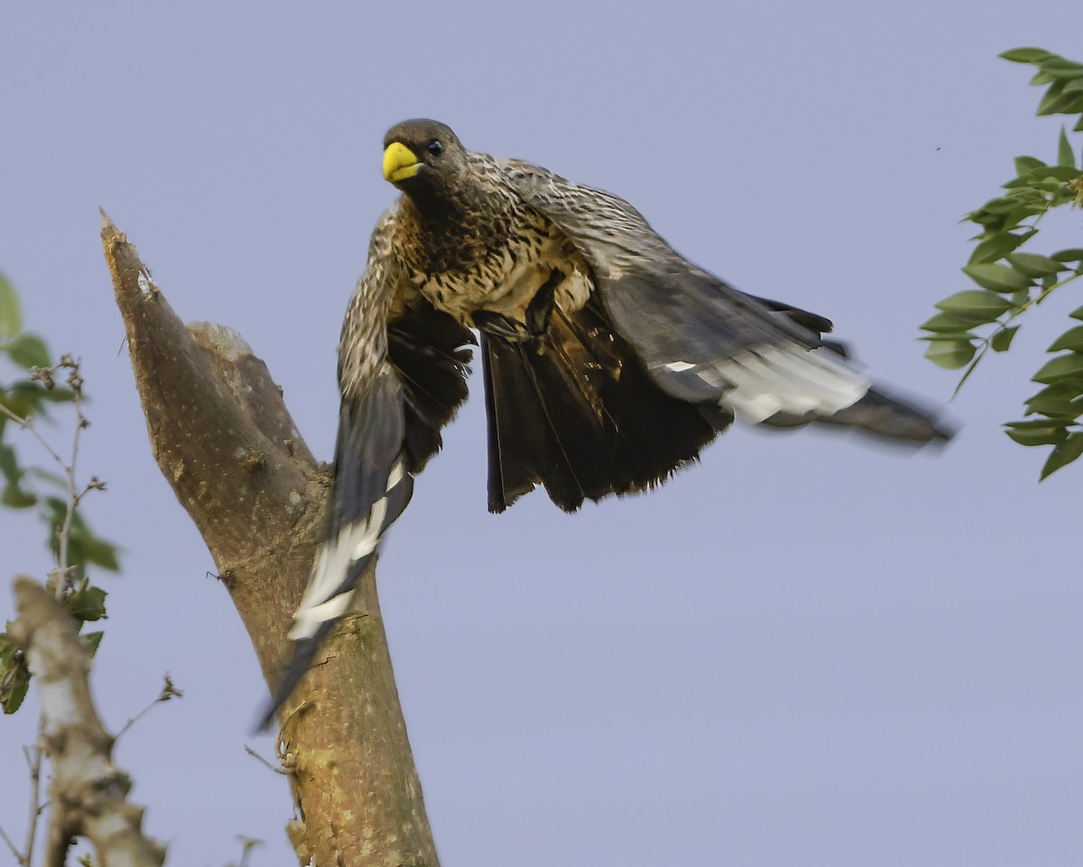 Western Plantain-eater - ML637370024