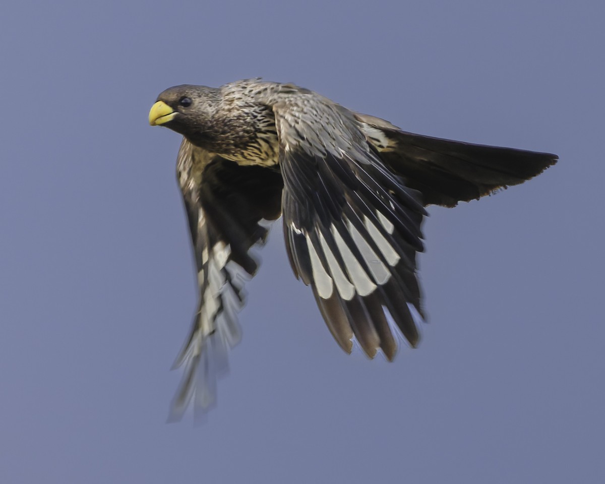 Western Plantain-eater - ML637370026