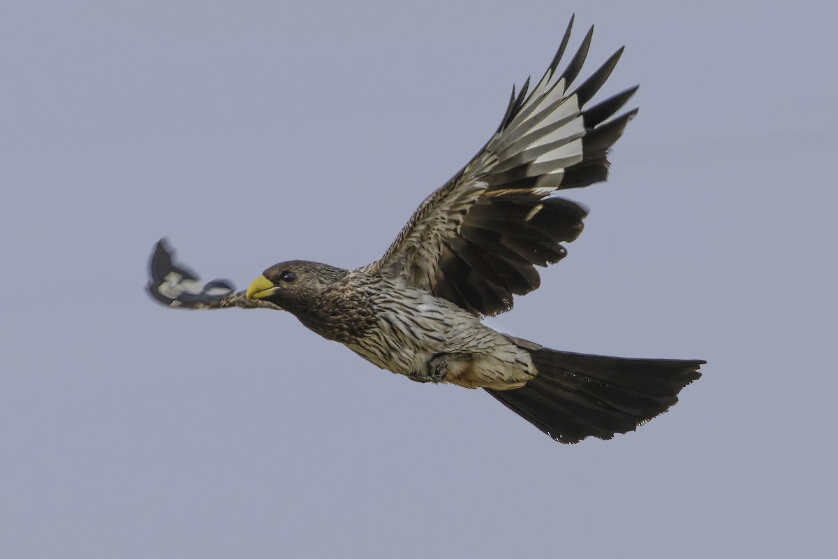 Western Plantain-eater - ML637370028