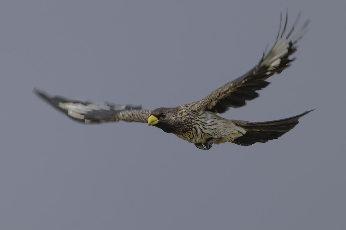 Western Plantain-eater - ML637370030