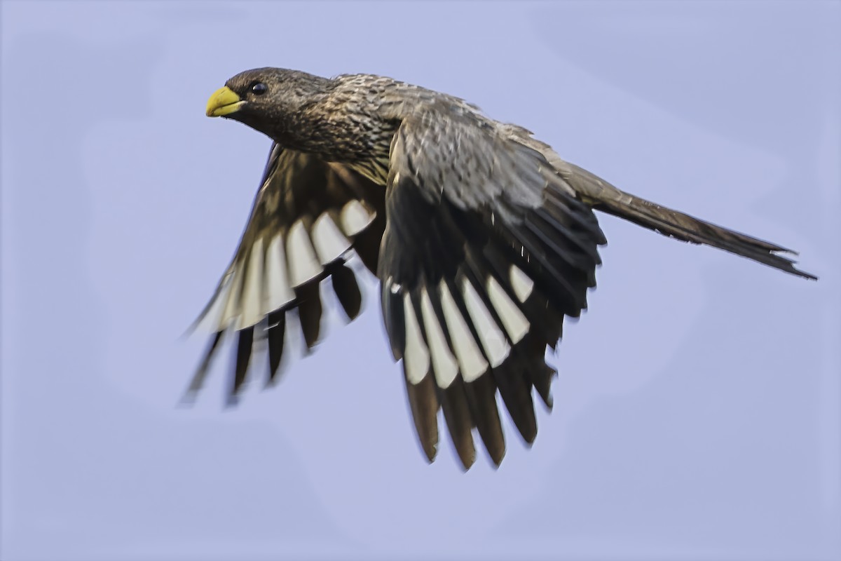 Western Plantain-eater - ML637370032