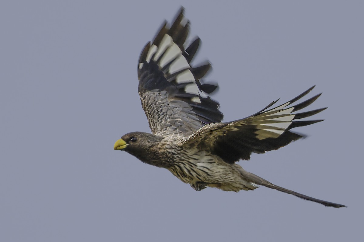 Western Plantain-eater - ML637370034