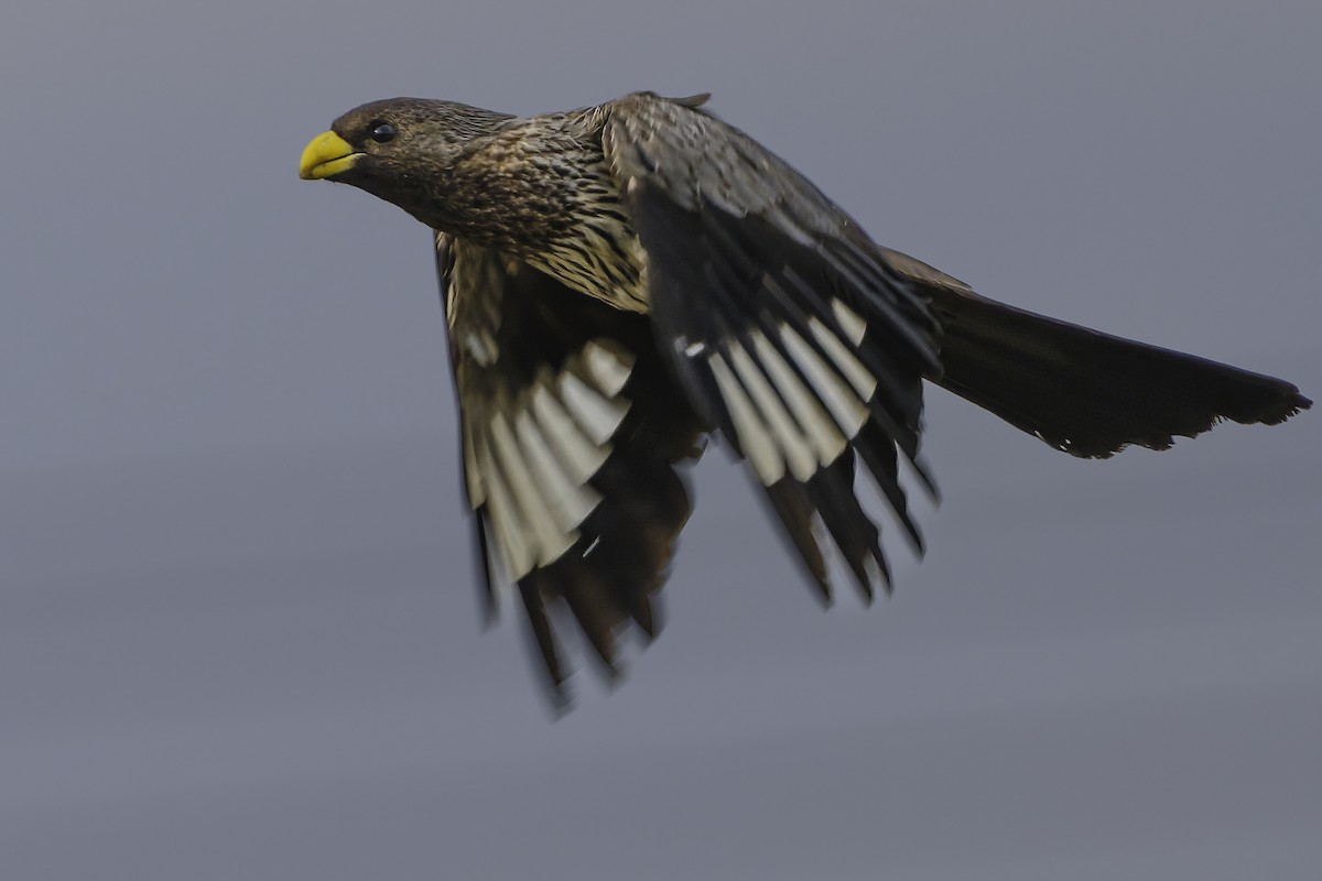 Western Plantain-eater - ML637370035