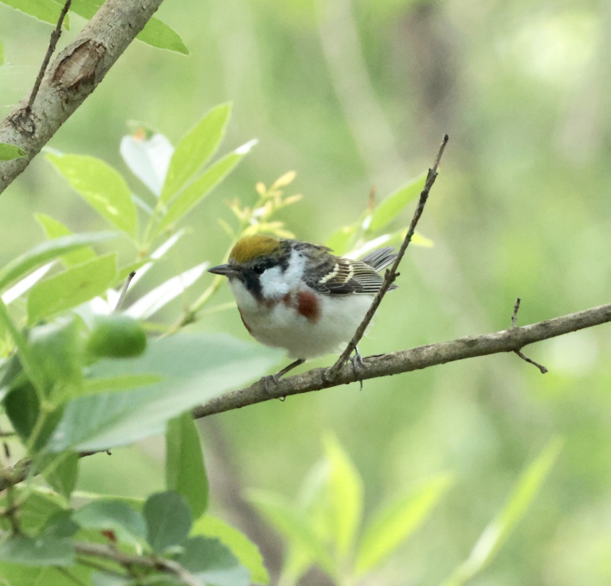Chestnut-sided Warbler - ML637370041