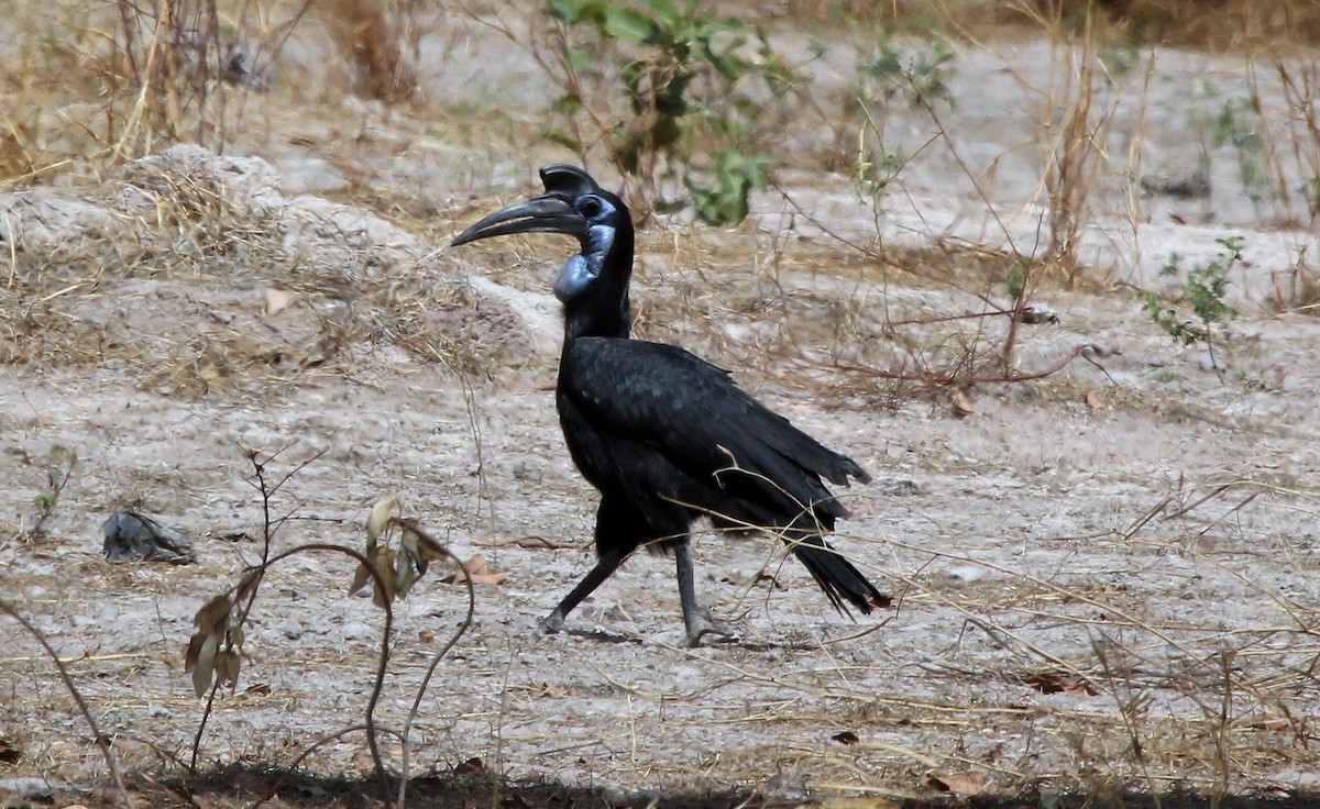 Abyssinian Ground-Hornbill - ML637370042