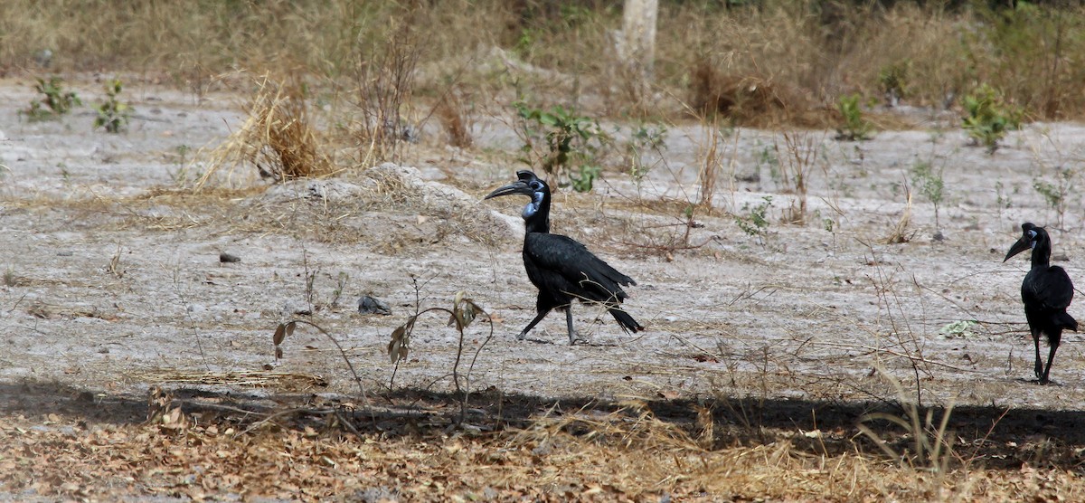 Abyssinian Ground-Hornbill - ML637370043
