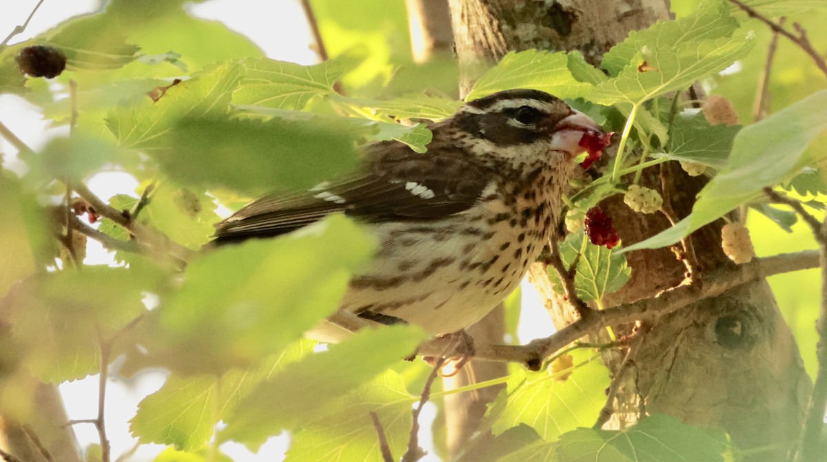 Rose-breasted Grosbeak - ML637370080