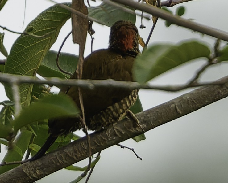 Buff-spotted Woodpecker - ML637370089