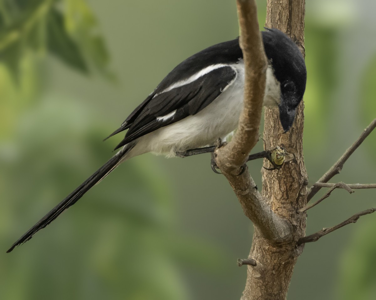 Northern Fiscal - ML637370111