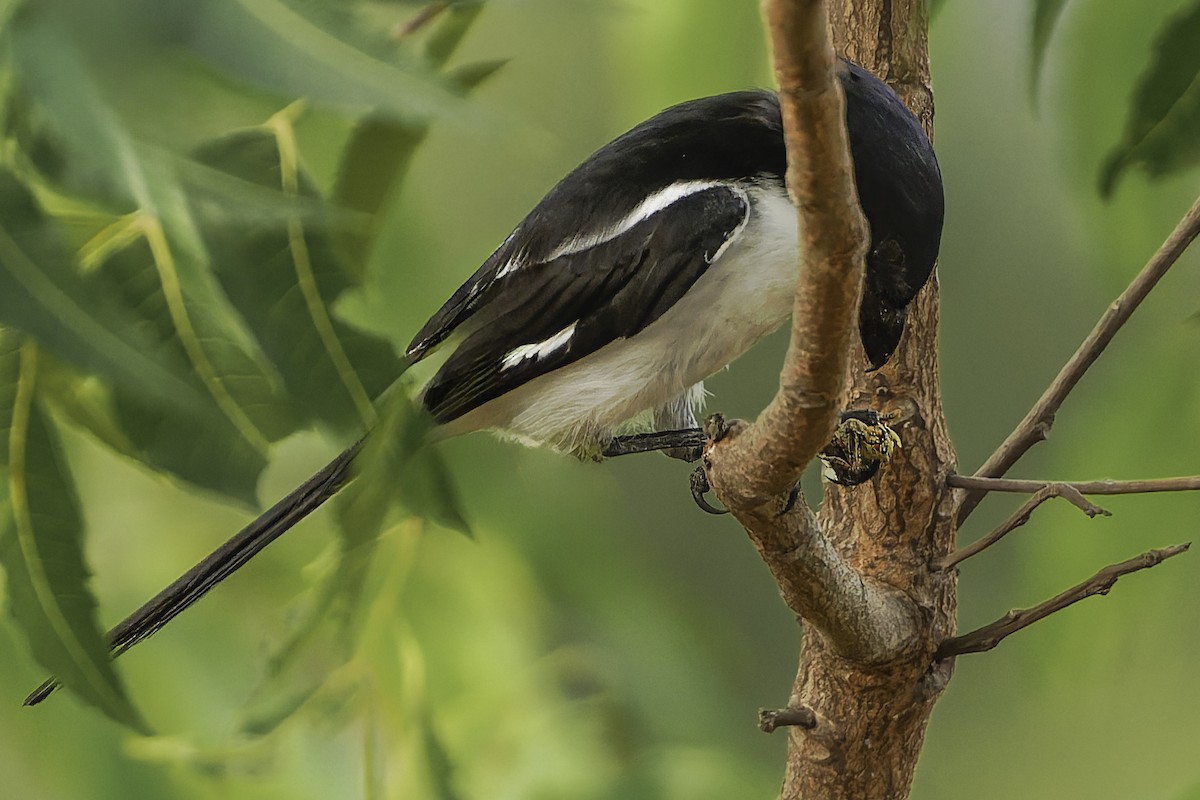 Northern Fiscal - ML637370113
