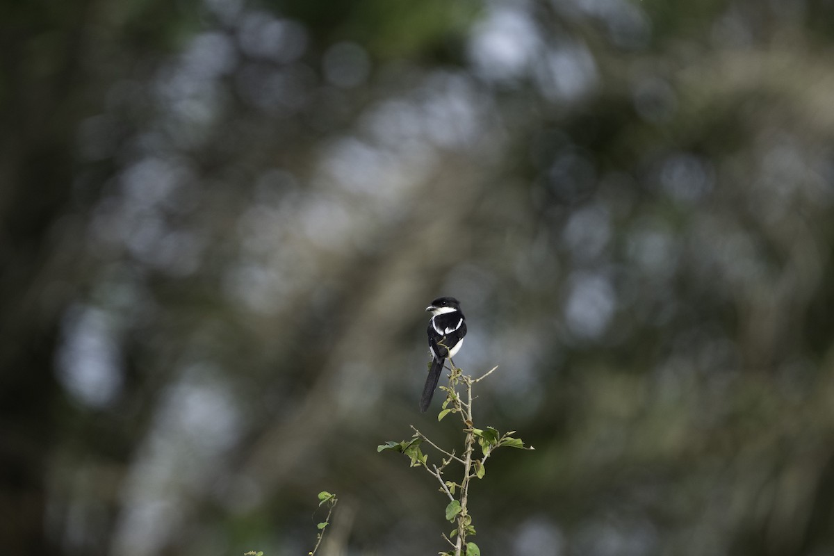 Northern Fiscal - ML637370115