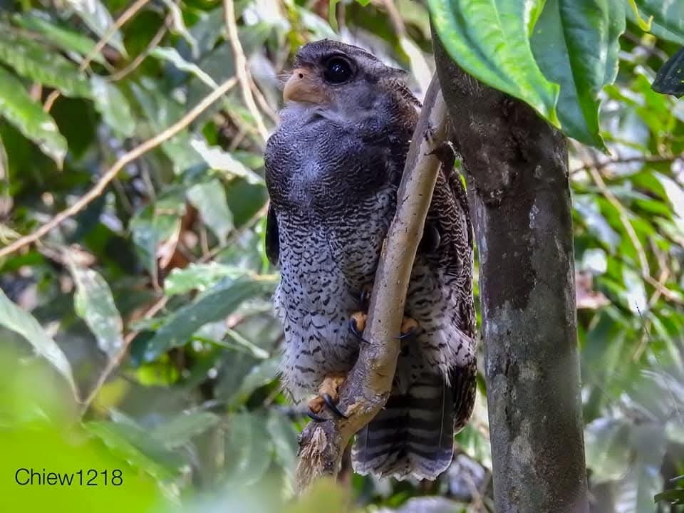 Barred Eagle-Owl - ML637370120