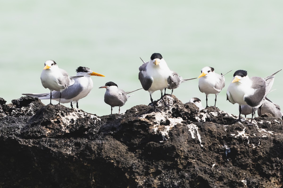 White-cheeked Tern - ML637370127