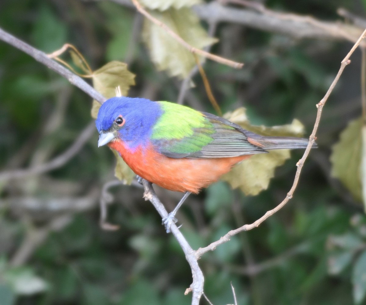 Painted Bunting - ML637370173