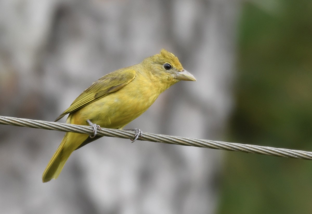 Summer Tanager - ML637370190