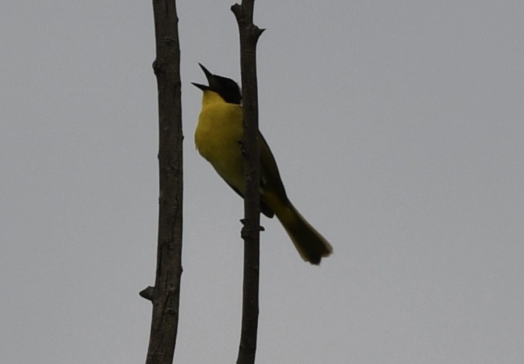 Common Yellowthroat - ML637370199