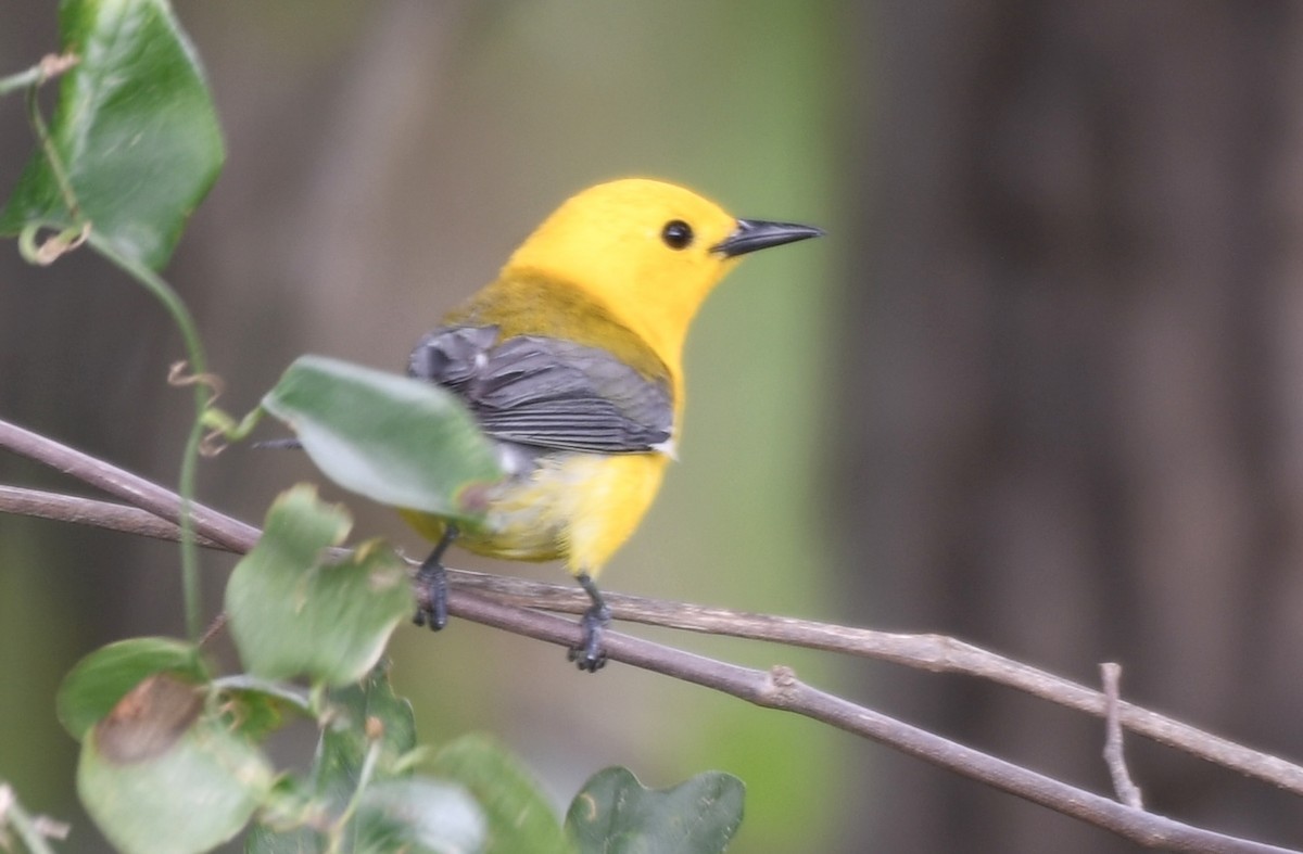 Prothonotary Warbler - ML637370204