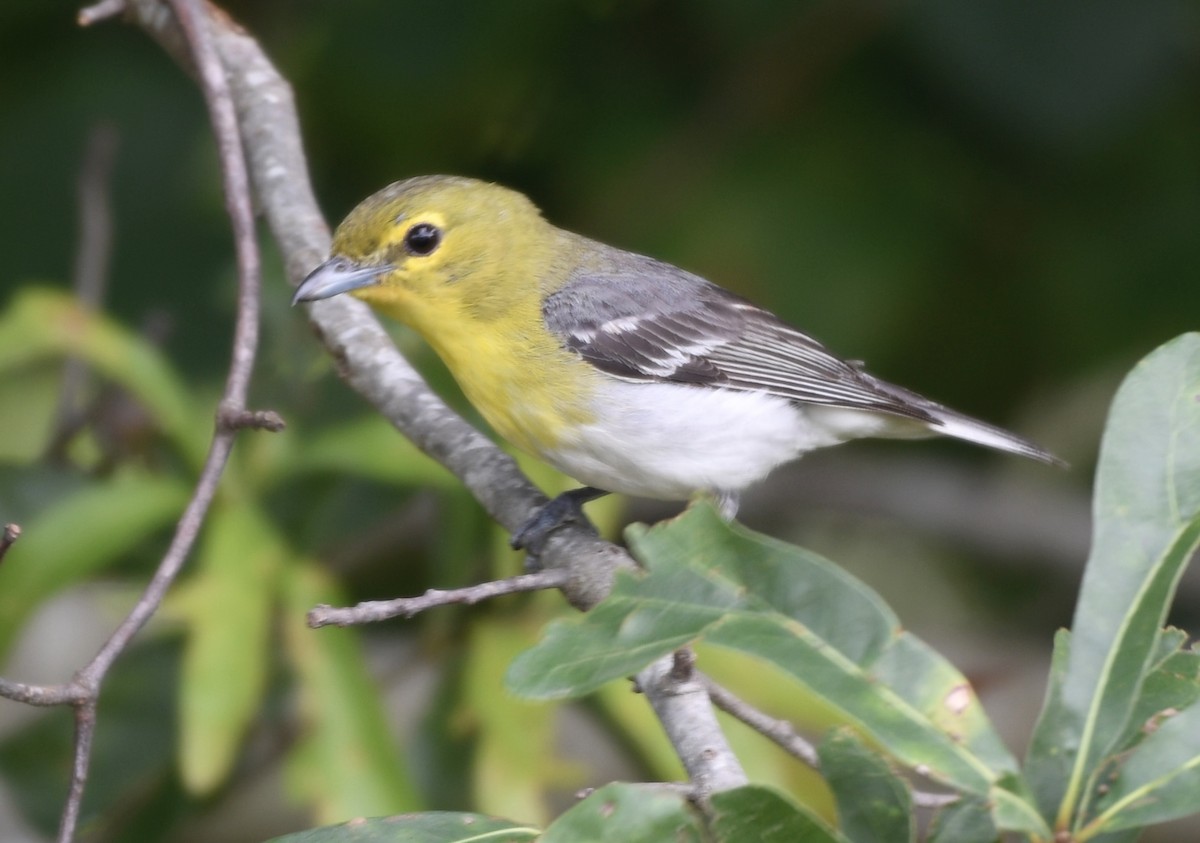 Yellow-throated Vireo - ML637370243
