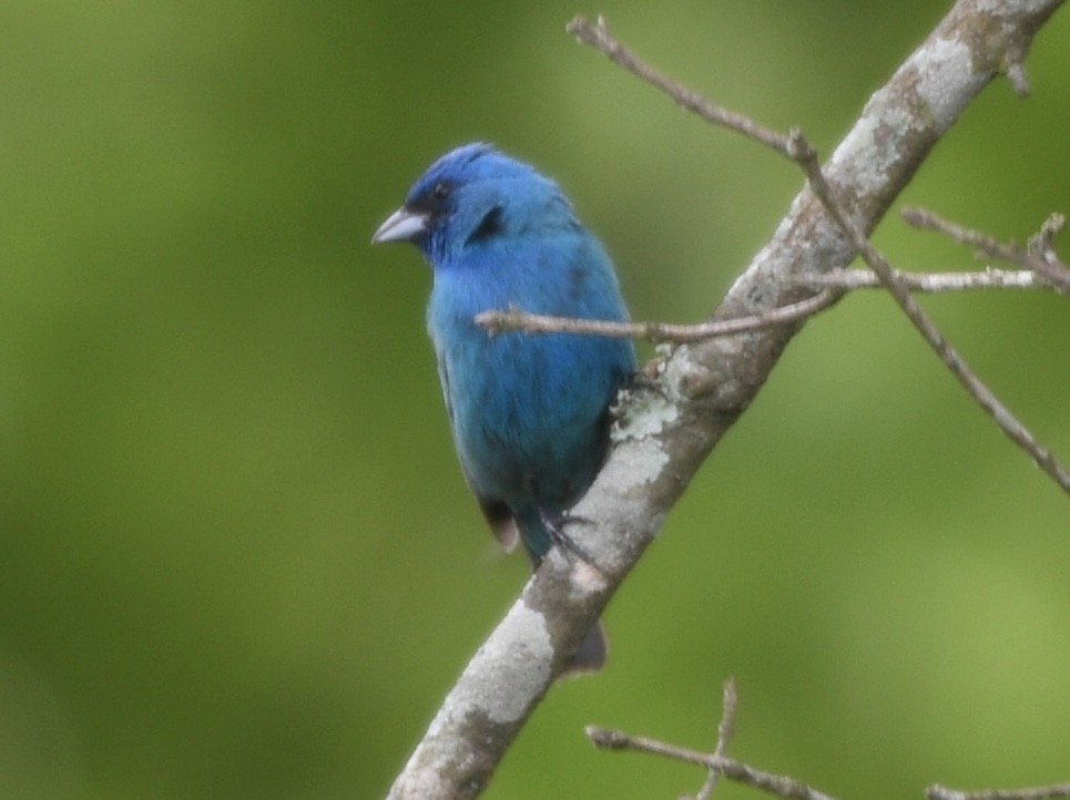 Indigo Bunting - ML637370266