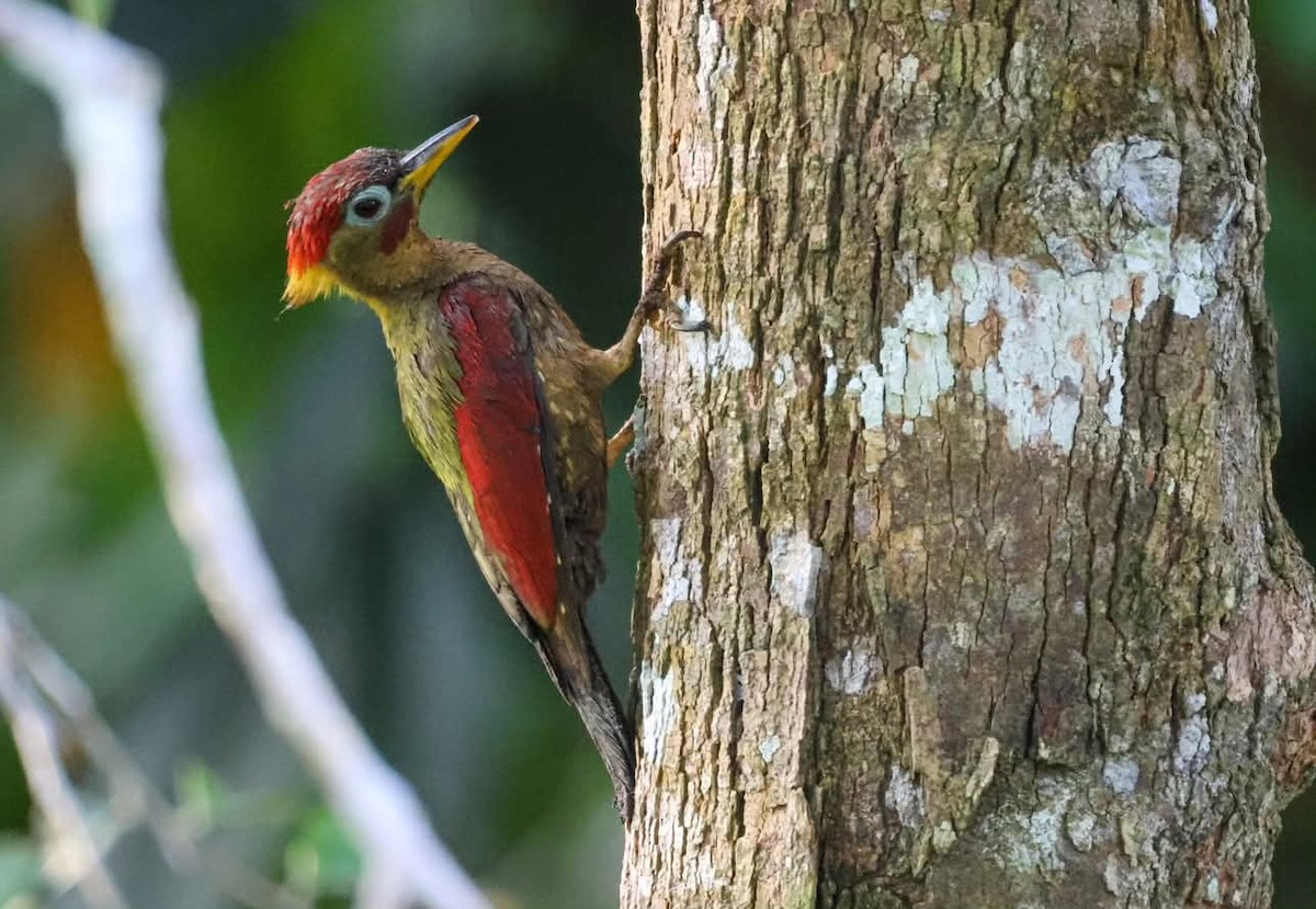 Crimson-winged Woodpecker - ML637370275