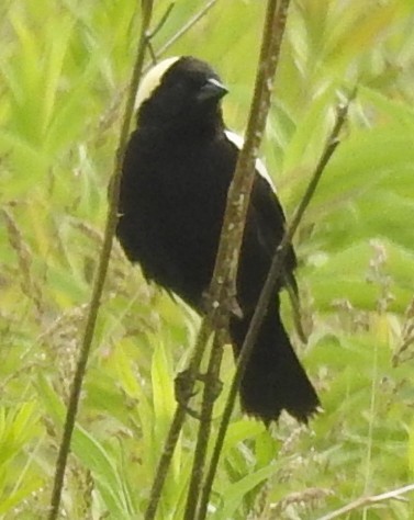 Bobolink - ML637370303